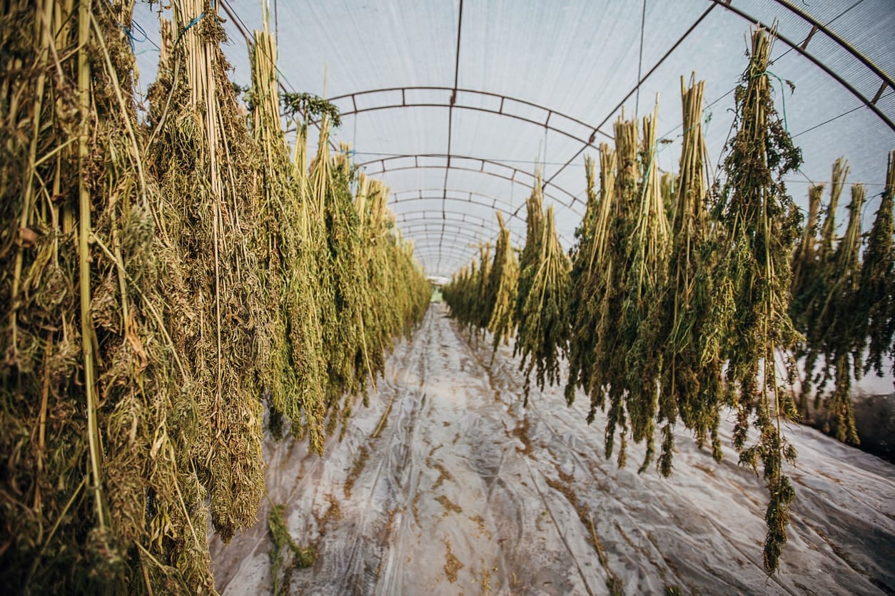 Cannabis Plant Drying Guide