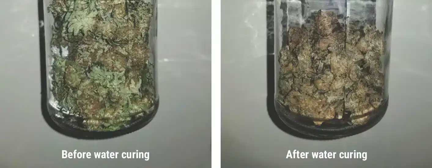 Cannabis buds submerged in water during the initial phase of water curing to enhance smoothness and remove impurities.