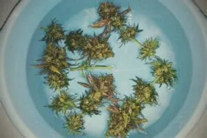 Comparison of water curing and bud washing for cannabis, highlighting differences in process, purpose, and results.