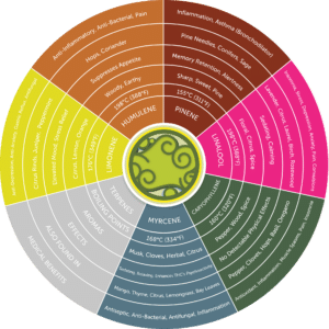 Cannabis Plant Terpenes