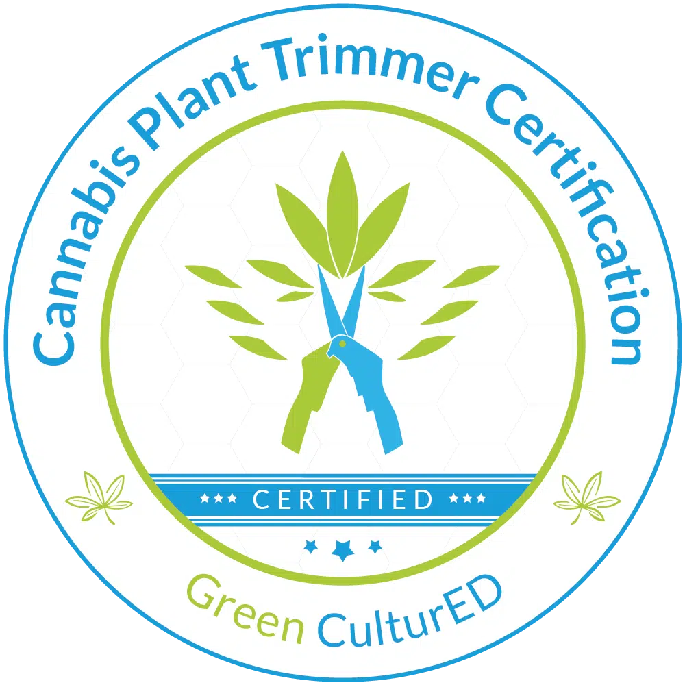 Farmer examining cannabis plants with a focus on healthy leaves and buds.