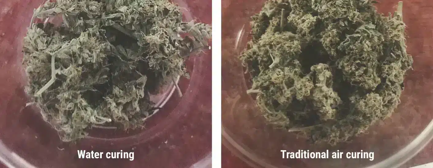 Cannabis buds in sealed glass jars undergoing traditional curing over weeks to enhance flavor and aroma.