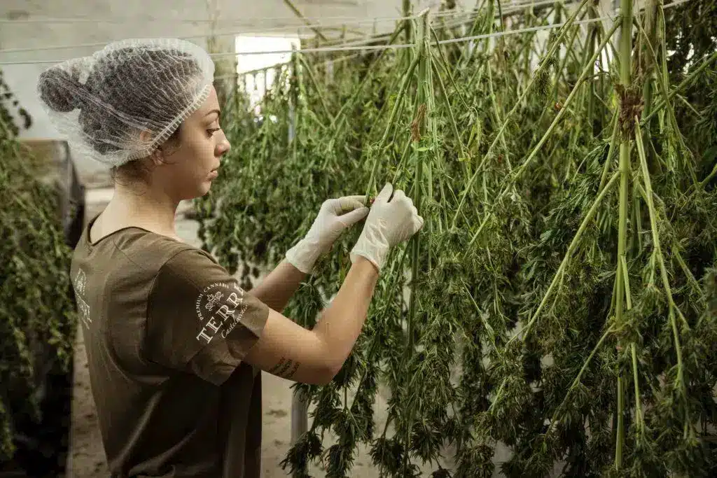Female worker trimming cannabis plants hanging on a drying line in a cultivation facility.