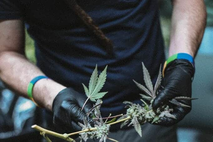 Worker holding cannabis stems while wearing black gloves in an outdoor trimming environment.