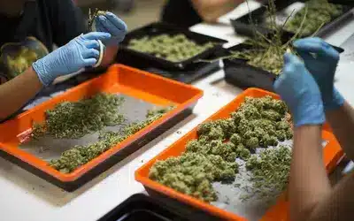 Close-up of hands wearing gloves, trimming cannabis buds on orange trays.