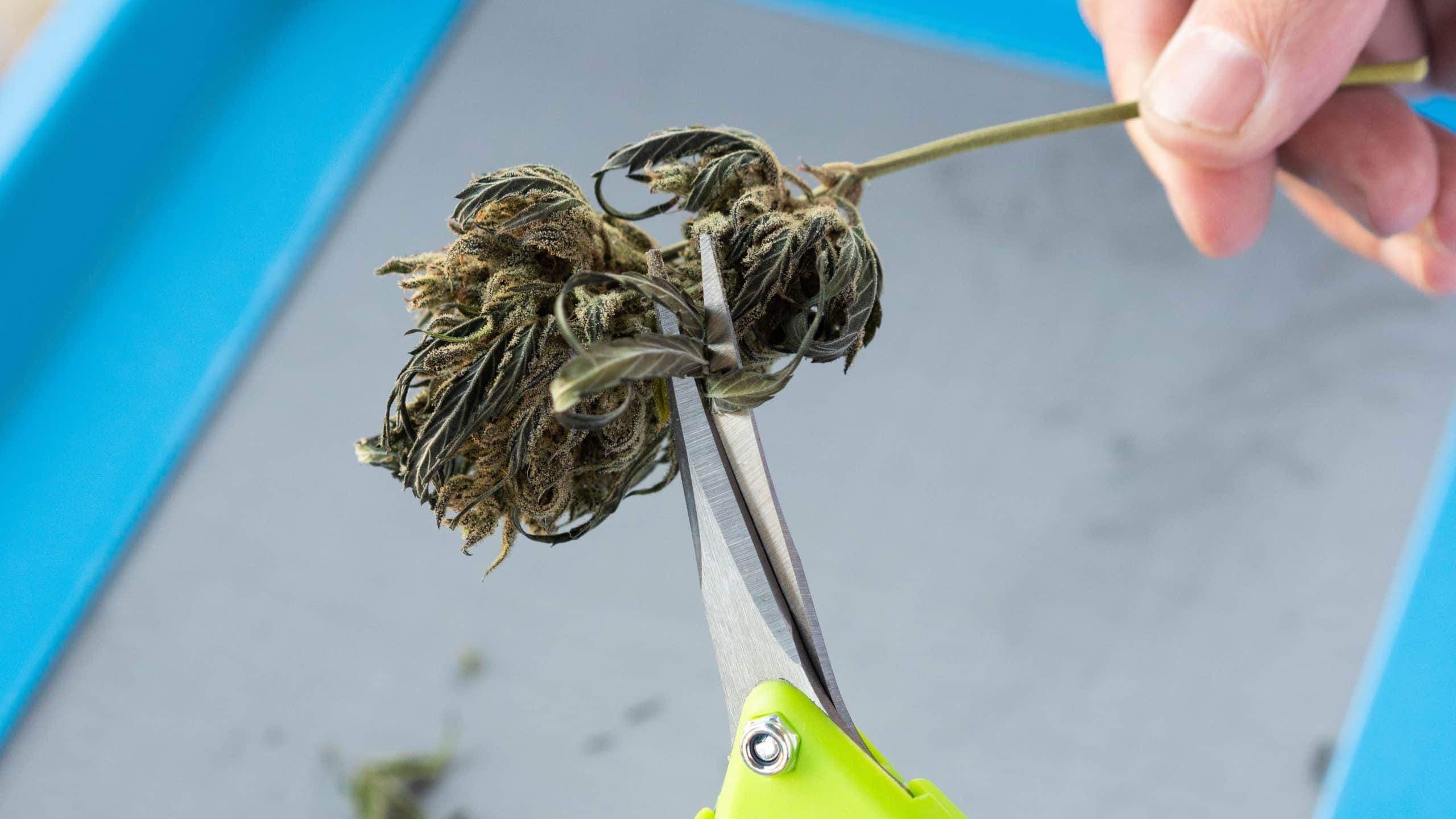 Close-up of scissors cutting a cannabis bud with precision.