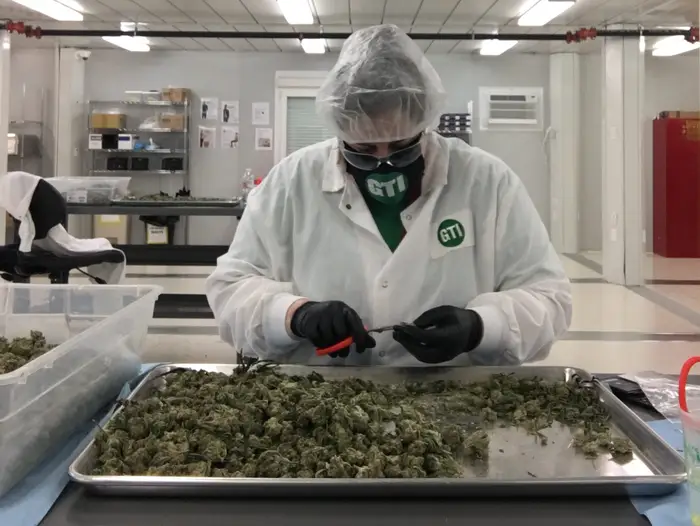 Worker in a lab coat trimming cannabis buds on a tray in a sterile environment.