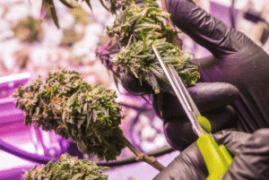 Close-up of hands wearing black gloves, trimming cannabis buds under bright lights.