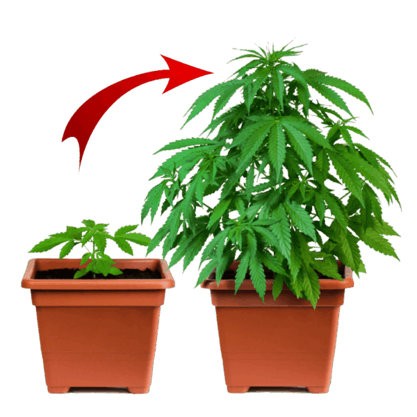 Cannabis training programs for employees, professionals & leaders offered through accredited workforce development learning centers at Green CulturED.