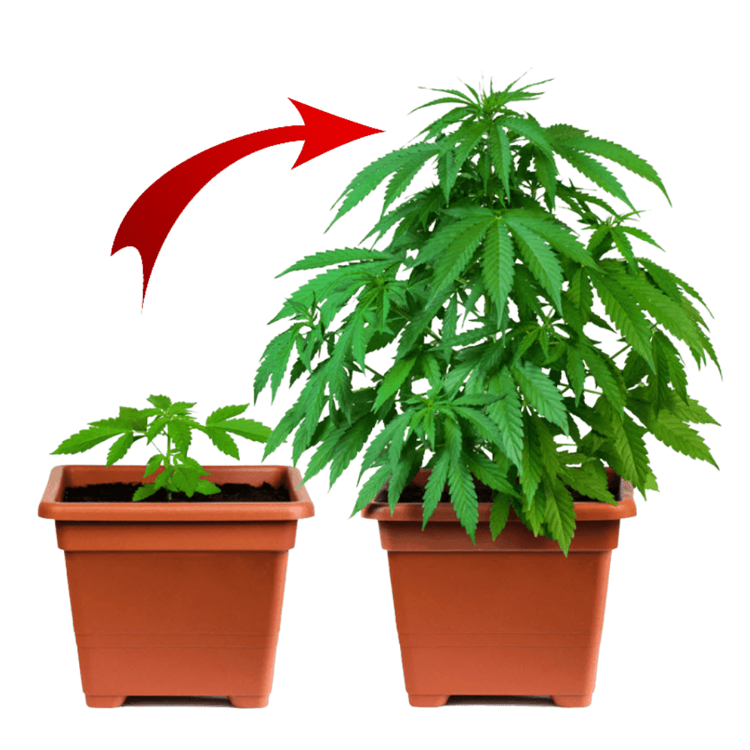 Cannabis training programs for employees, professionals & leaders offered through accredited workforce development learning centers at Green CulturED.