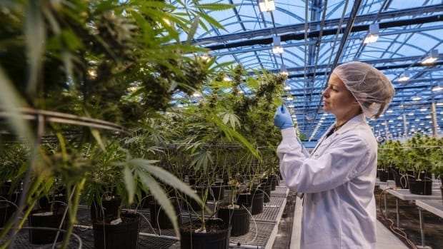 Cannabis Cultivation Supervisor Certification