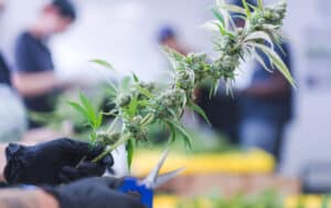 Cannabis plant branch being trimmed by hand with scissors.