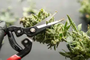 Precision trimming of cannabis buds with small scissors.