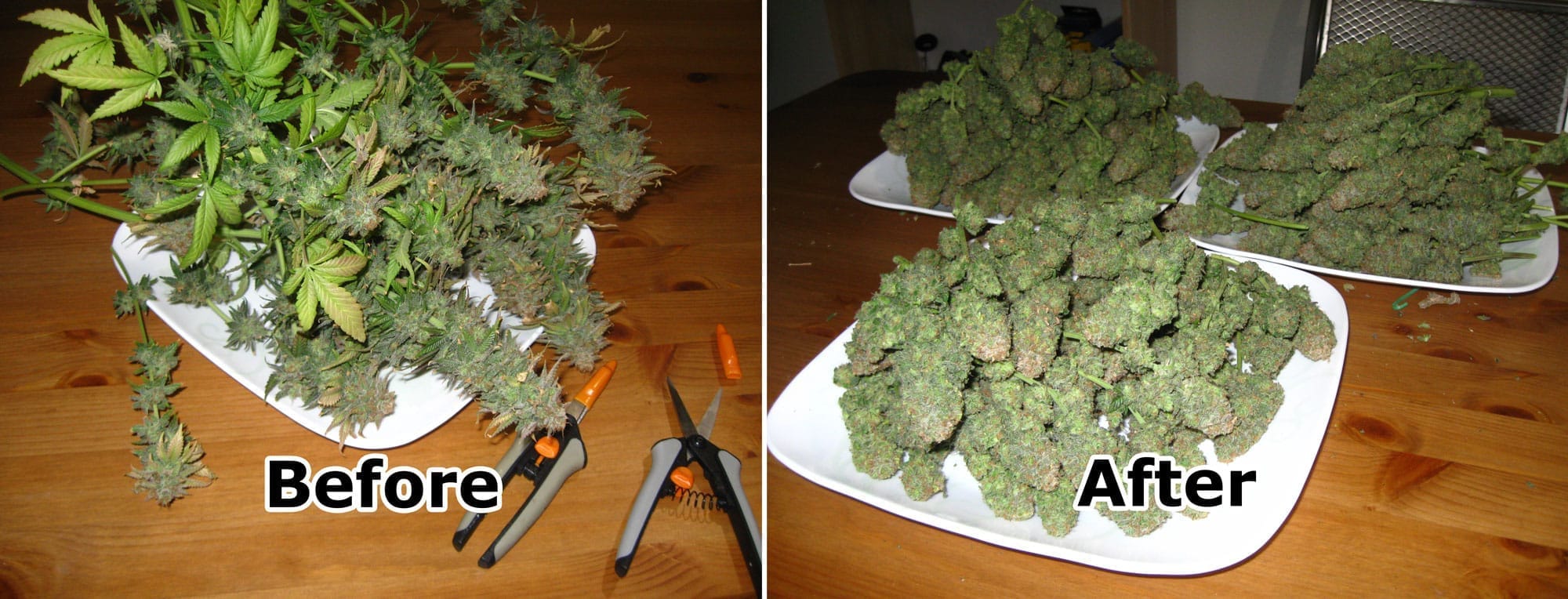 Before and after trimming cannabis buds, showcasing the transformation from raw plants with excess leaves to neatly trimmed, dispensary-ready buds.