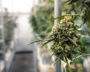 Close-up of a mature cannabis bud with visible trichomes.