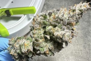 Hand holding a well-trimmed cannabis bud covered in trichomes.