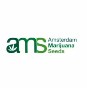 Profile photo of Amsterdam Marijuana