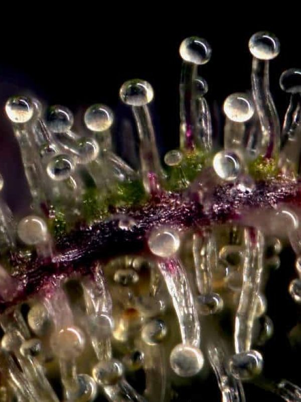 Macro photo of trichomes on a cannabis plant.
